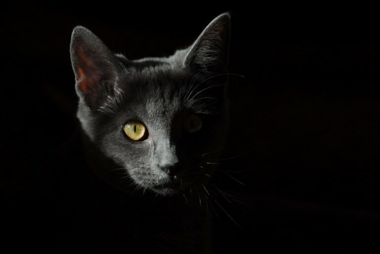 Kalkulatory dla kota