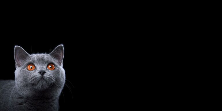 Kalkulatory dla KOTA – propozycje