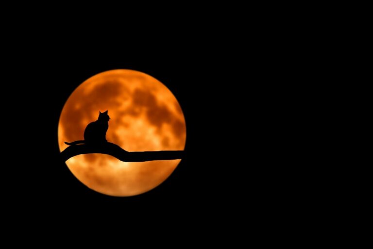 Jak przechowywać karmę